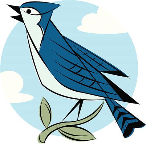 Best Blue Jay Illustrations Royalty Free Vector Graphics And Clip Art