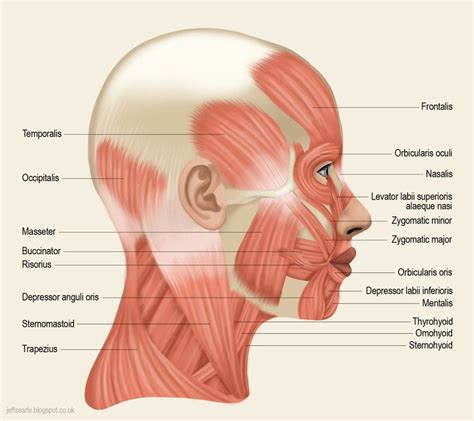 Muscle Diagram Of Head Label The Diagram Muscle Of The Head And Body