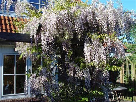 See more ideas about wisteria plants patio garden flowers wisteria seeds pink winter jasmine plant seedlings shrubs. Edelblauregen 'Pink Ice' - Wisteria floribunda 'Pink Ice ...