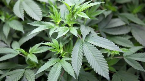 First bill emerges this year to legalize marijuana in Illinois — would ...