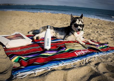 7 Reasons Why Your Dog Needs A Ventura Vacation (With You).
