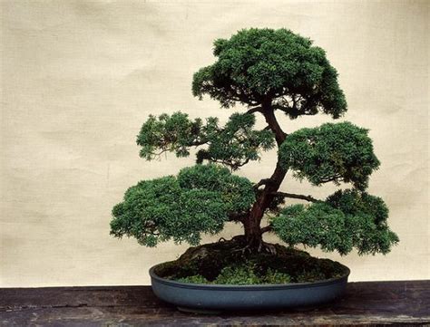 Succulent & cactus soil by bonsai jack. Expert Bonsai Tree Care Tips for Beginners | Balcony ...