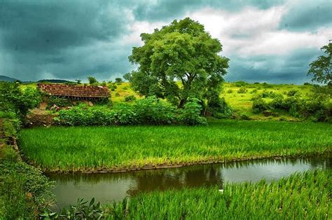 Kerala Tourism Paddy Fields Of Kerala A Beautiful Scenery To
