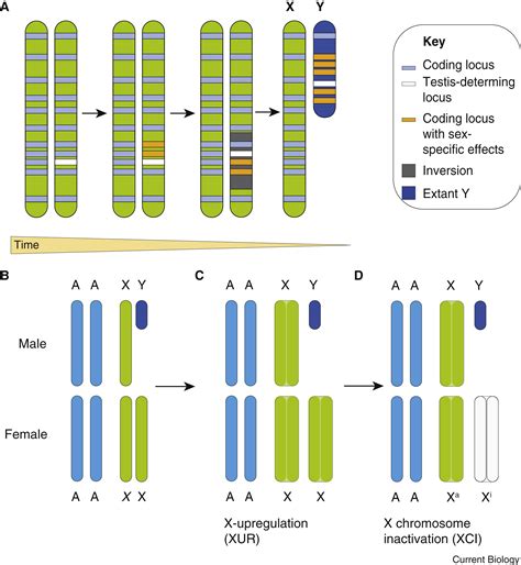 Sex Chromosome Effects On Malefemale Differences In Mammals Current Biology