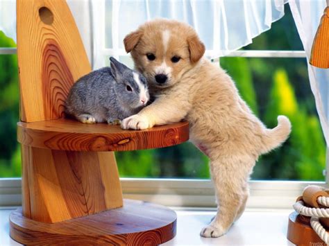 Imagenes tiernas de animales salvajes bonitos - Imagui