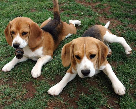 Beagle Dogs Wallpapers Pets Cute And Docile