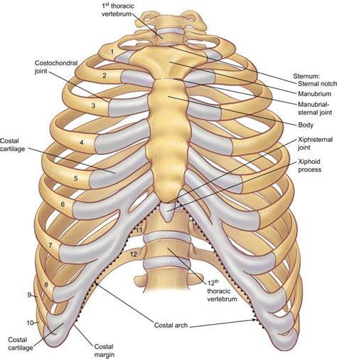 Vector art, clipart and stock vectors. Skeletal System Diagrams | Human body anatomy, Human ribs ...