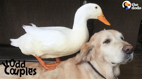 Dog And Duck Are Best Friends Fresh Positivity