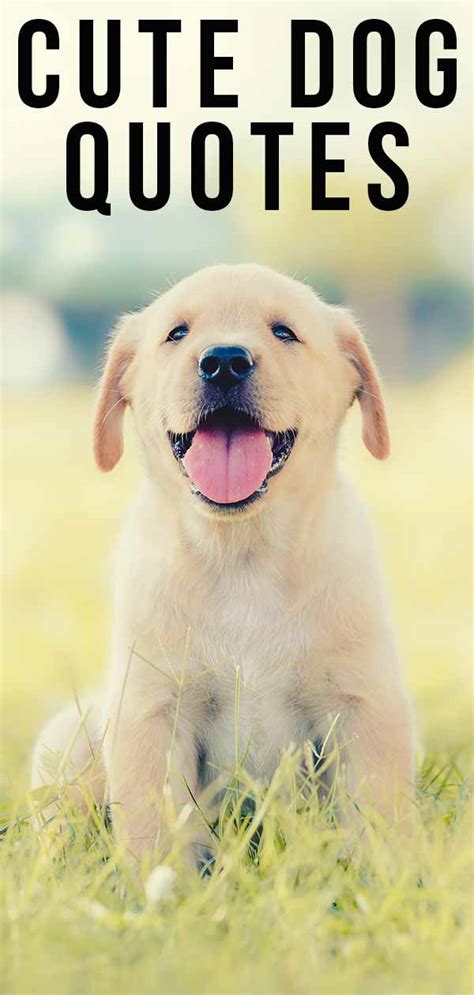 Cute Dog Quotes To Raise A Smile On Any Occasion