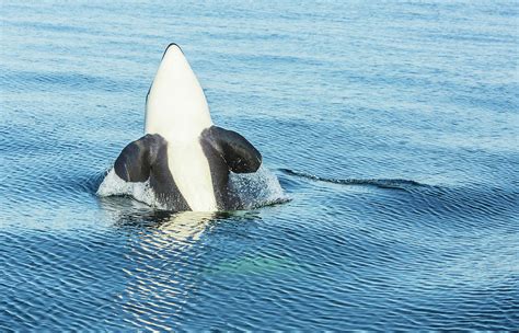 Surfacing Resident Orca Whales Photograph By Stuart Westmorland Fine