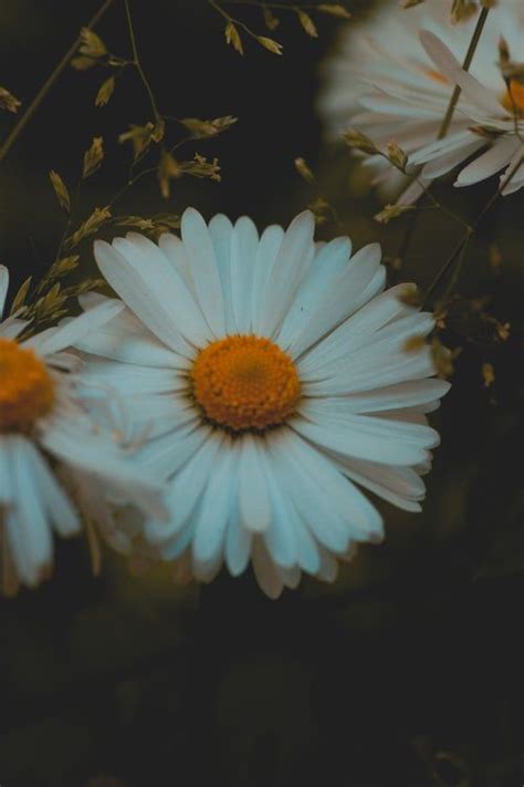 100 White Flower Pictures Download Free Images On Unsplash Organic
