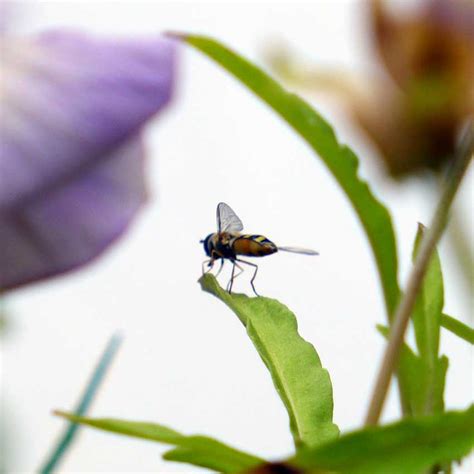 The semantic server is built which is used to parse, reason or. Integrated Pest Management (IPM) - Diary of a Brussels ...