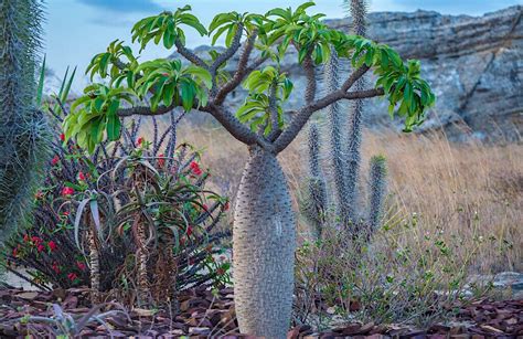 Succulent Plants In Madagascar Travel To Madagascar