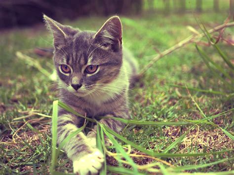 Free Picture Animal Nature Kitten Domestic Cat Cute Feline Grass
