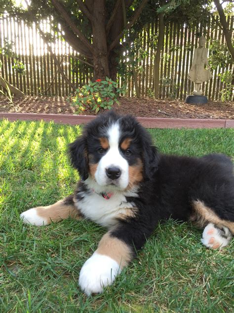 Pin By Julina On Louie The Bernese Mountain Dog Bernese Mountain Dog