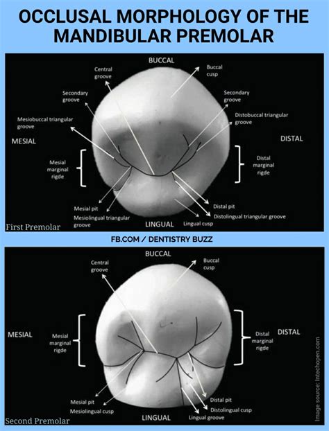 The Schematic Description Of The Occlusal Table Of The Mandibular First