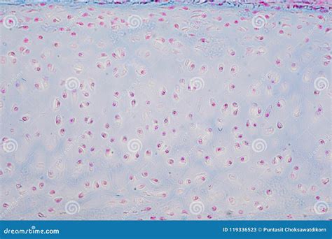 Cross Section Human Cartilage Bone Under Microscope View For Education