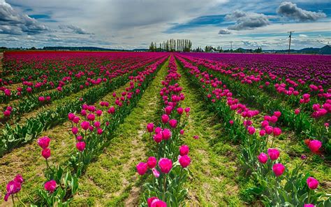 Pink Tulip Field Hd Wallpaper Background Image 1920x1200