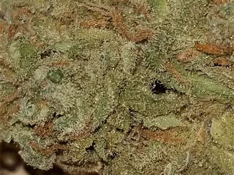 Book a grocery delivery or click+collect slot today. CACTUS JACK | Marijuana Strain Reviews | AllBud