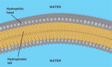 Cell Membrane Bilayer