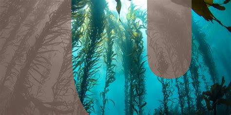 What Are Kelp Forests Environment Co