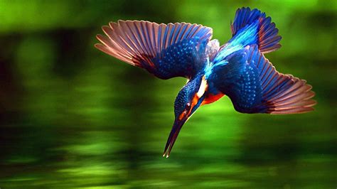 Kingfisher Bird Hd Wallpaper Backiee