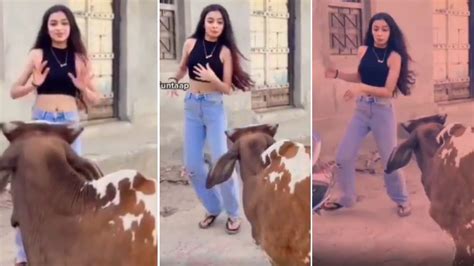 Funny Video Girl Was Making Reel Then The Bull Got Angry Then Seeing What Happened You Will