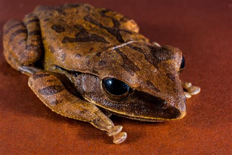 Free Images Toad Amphibian Fauna Tree Frog Close Up Vertebrate