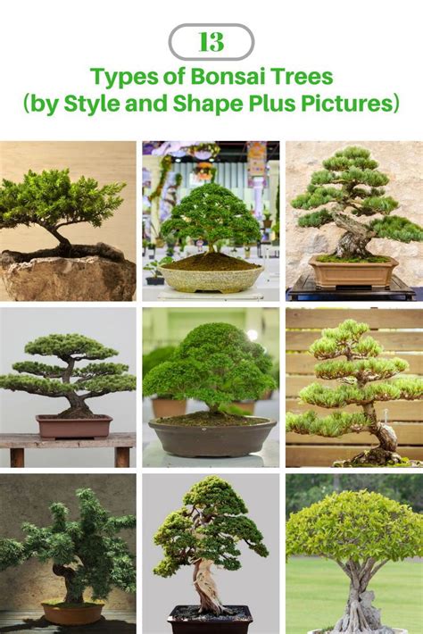 Bonsai trees and associated plants. 13 Types of Bonsai Trees (by Style and Shape Plus Pictures ...
