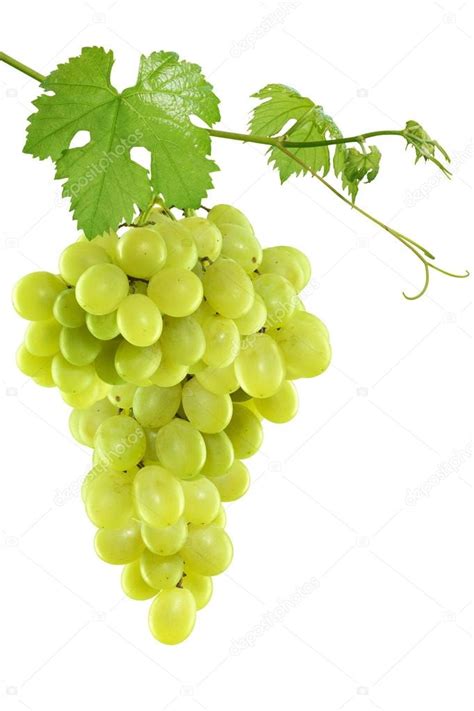 Grape Leaves Isolated — Stock Photo © Irochka 15555721