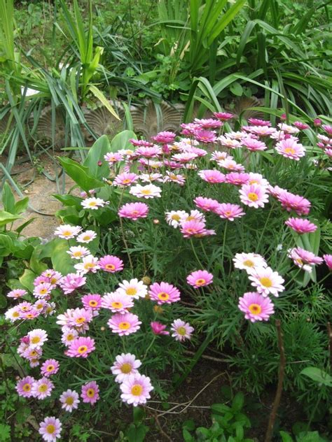 Tutti hanno caratteristiche 29 idee su margherite | margherite, fiori, mazzi di fiori selvatici. Margherite rosa Foto % Immagini| piante, fiori e funghi ...