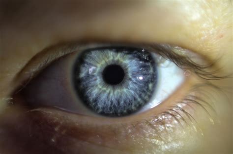 Wallpaper : eye, eyebrow, macro photography, close up, Iris, organ