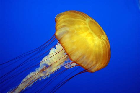 Jellyfish History And Some Interesting Facts