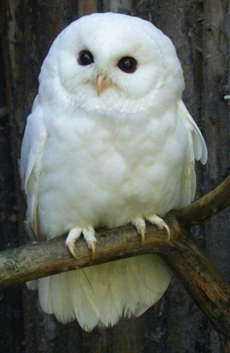 Albino Owl Con Imágenes Buhos Animales Lechuzas Blancas Aves De