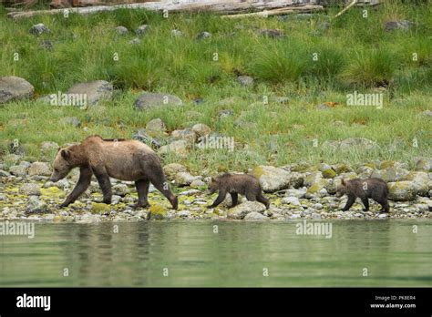 Grizzly Bear Mum With Cubs Stock Photo Alamy