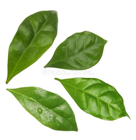Set With Fresh Green Leaves Of Coffee Plant On White Background Stock