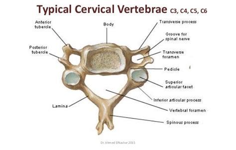 Typical Cervical Vertebra