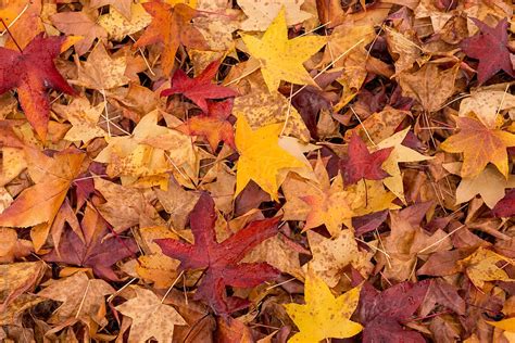 Autumn Leaves On Forest Floor Stocksy United