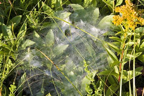 Minnesota Seasons Grass Spider Agelenopsis Sp