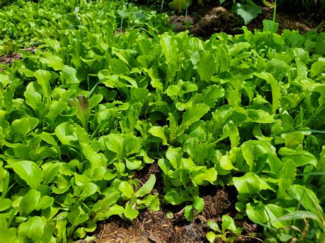 Growing Lettuce Naturally Plants Forum At Permies