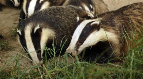 Badger Cull In England Extended To ‘unimaginable Scale Ministers