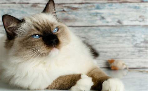Seal Point Ragdoll Cat Breed Seal Ragdolls Colors And Different Patterns