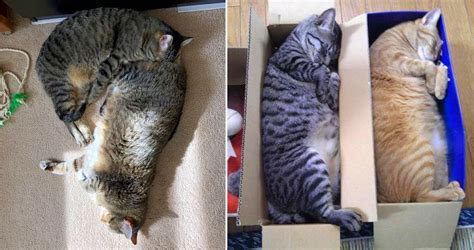 People Are Sharing The Times They Caught Their Cats Sleeping In Weird Positions And The Pics Are