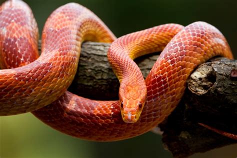 12 Fascinating And Fun Corn Snake Facts You Never Knew Pet Keen