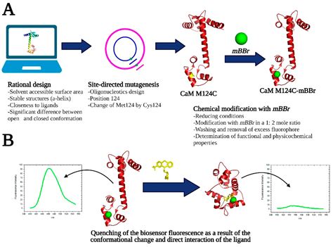 Chemosensors Free Full Text Application Of A Fluorescent Biosensor