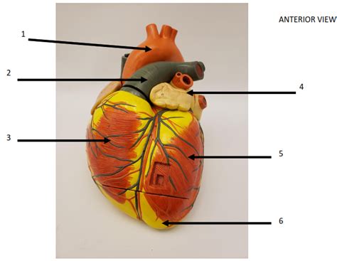 Anatomy Of The Heart Quizzes
