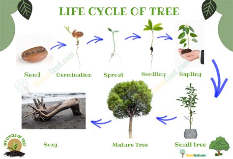 Life Cycle Of A Tree Useful Stages In The Life Cycle Of A Tree With
