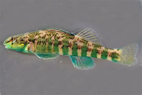 Fish Tnacifin Freshwater Information Network