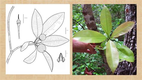 It shows a little light shining trough the leaves. The Chewing Gum Tree