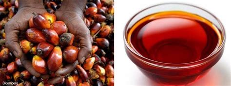 If there's no whole foods. Red Palm Oil - How to make money from this lucrative but ...